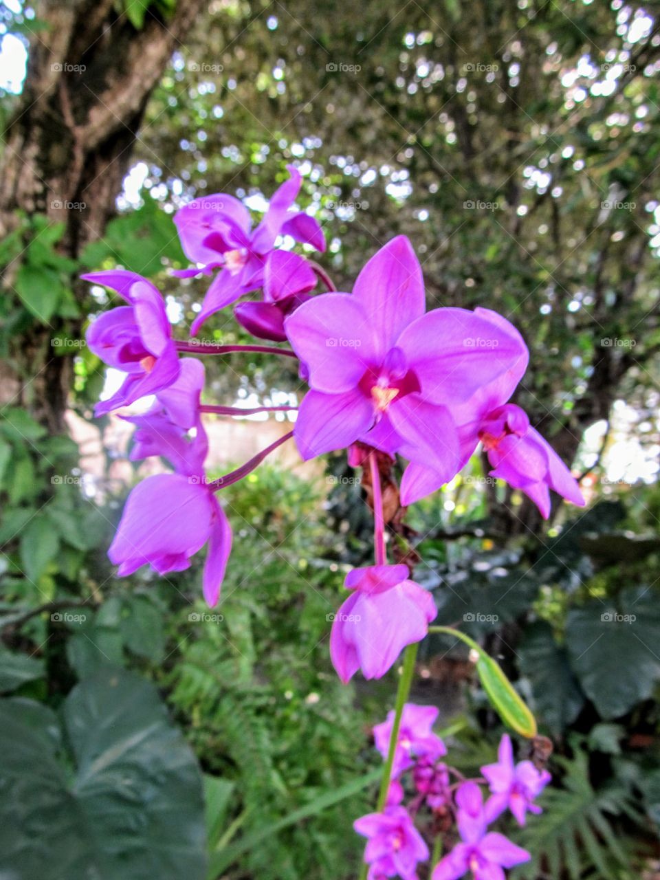 orchid city garden