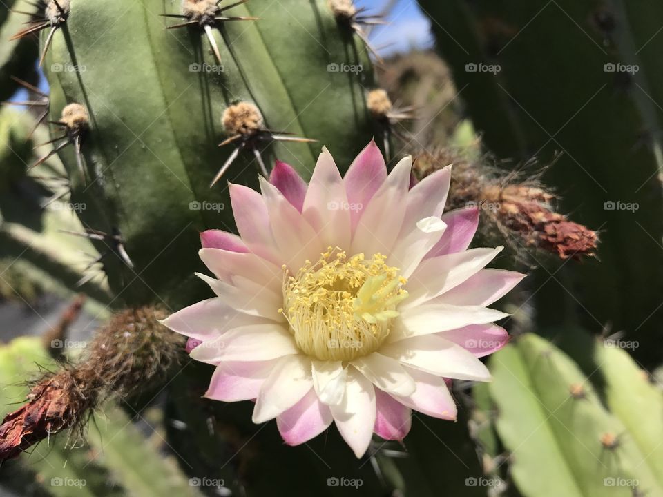 Cactus flower. Pink . Lanzarote 