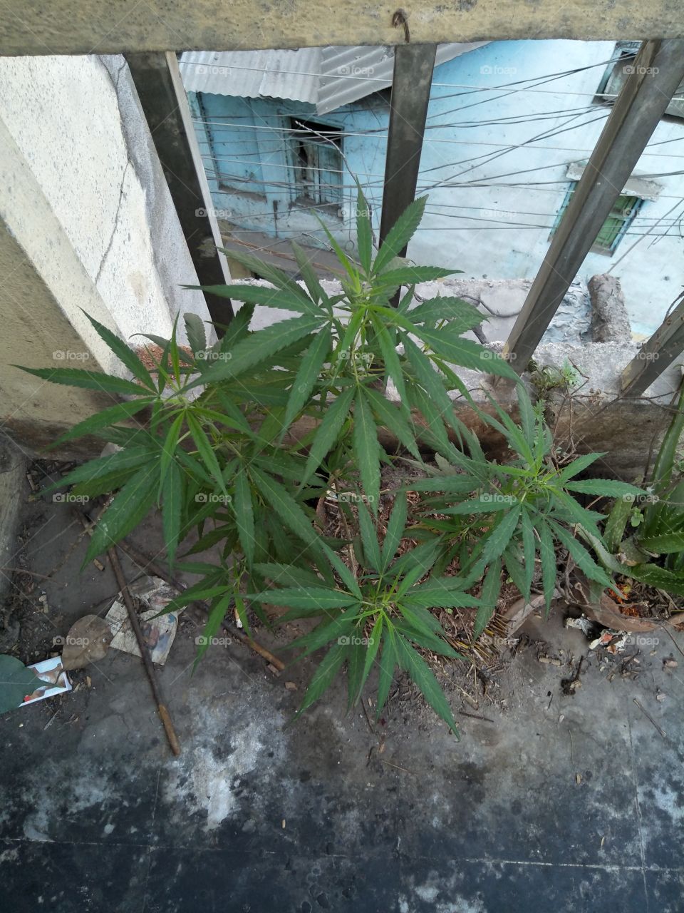 Hemp tree
Hemp tree
🌿🌿🌿🌿