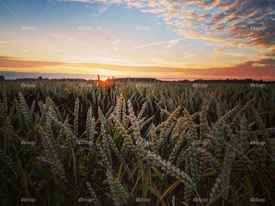 Dutch landscape