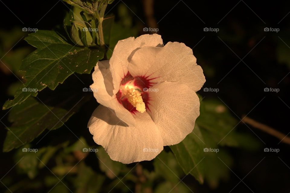 A beautiful pink flower under the light of the summer sun.