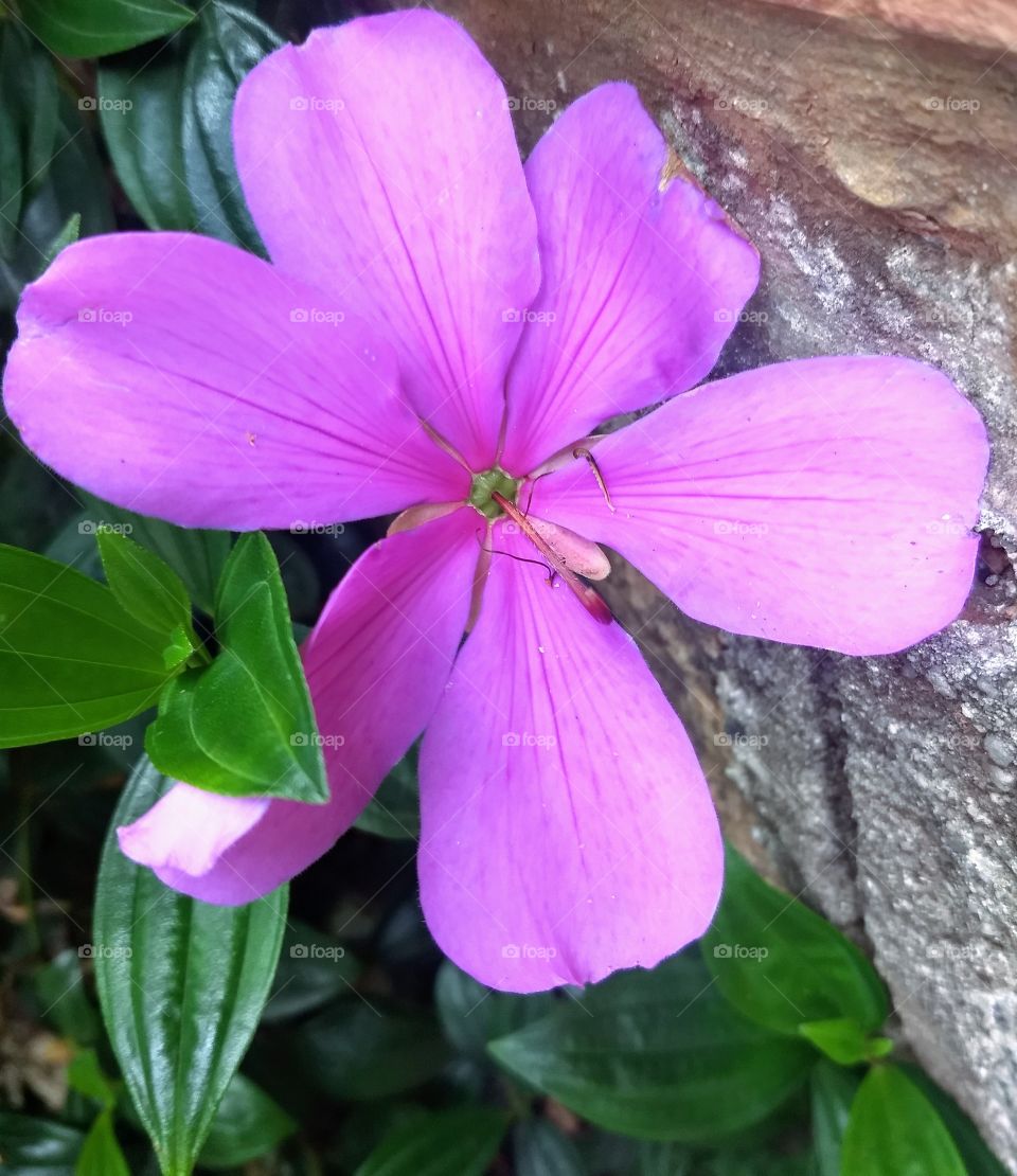 pink Flower