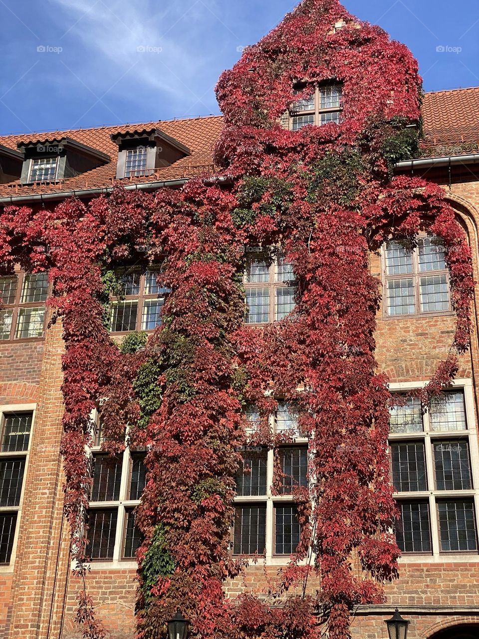 ivy on the building
