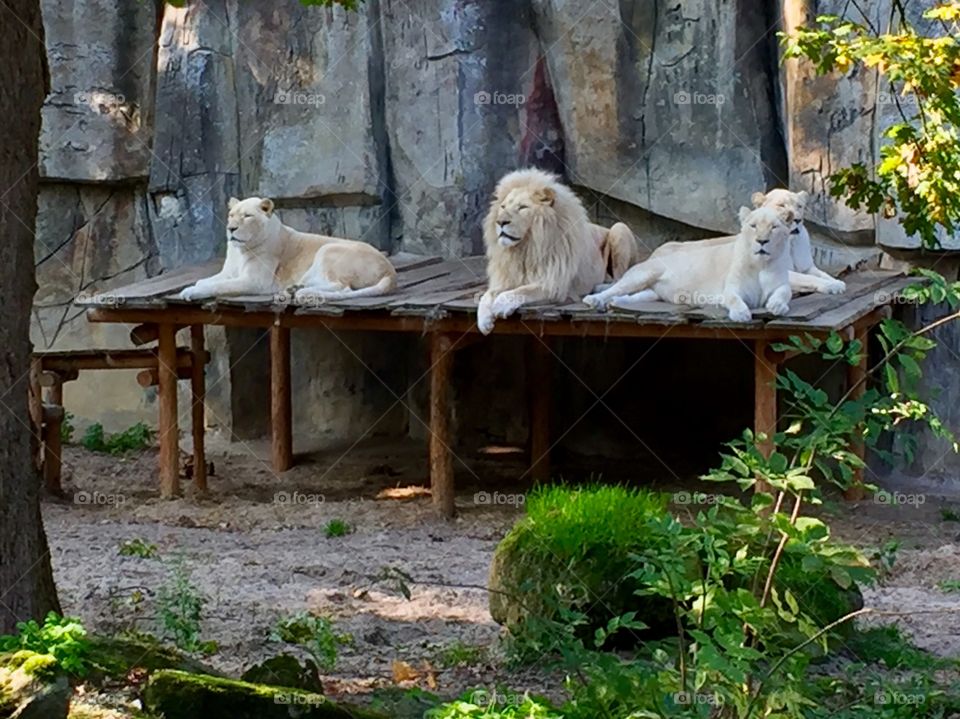 The white lion