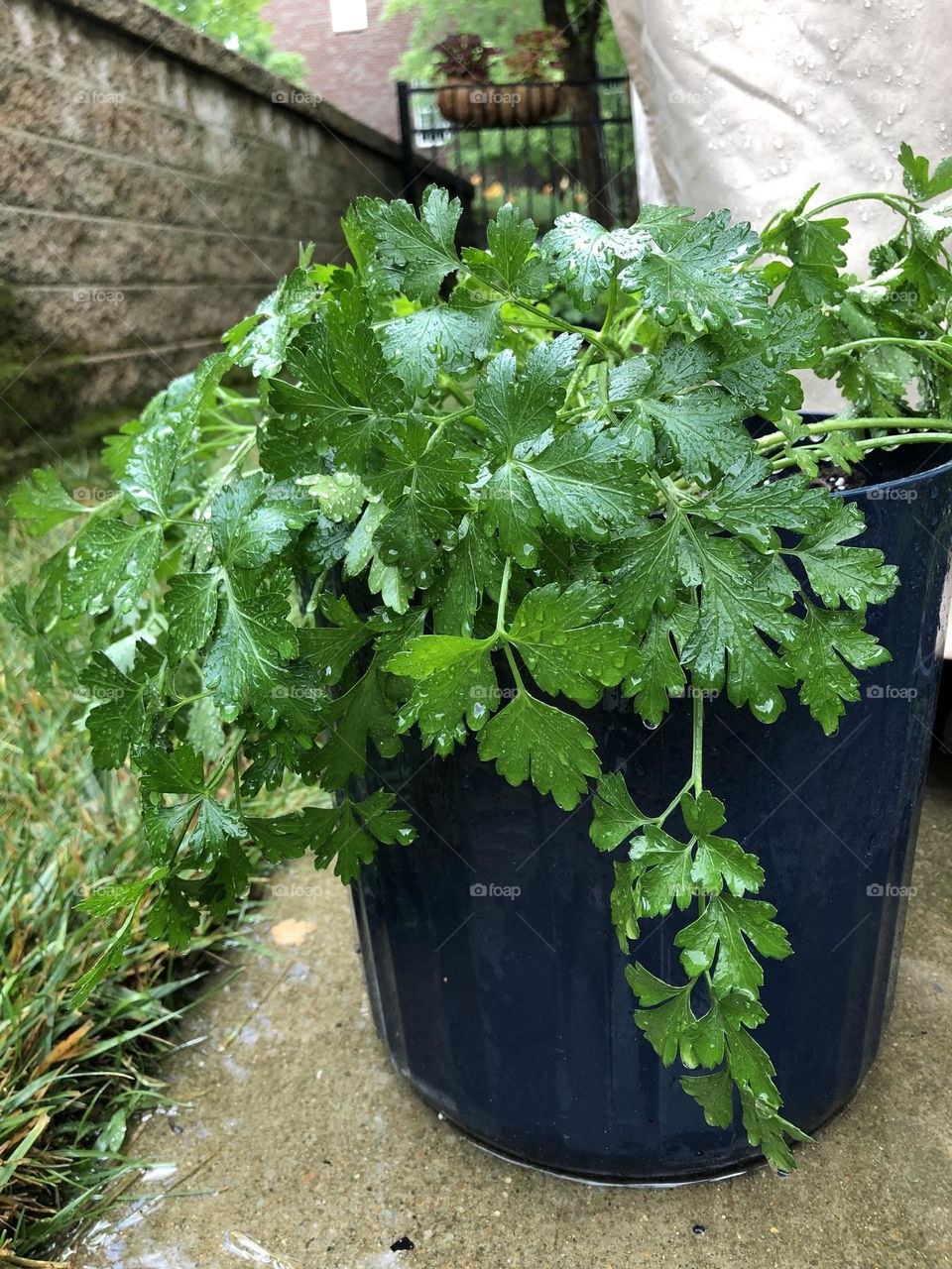 Parsley 