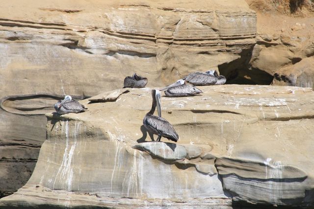 Pelicans
