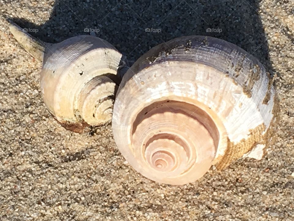 Beautiful seashells on the beach. 