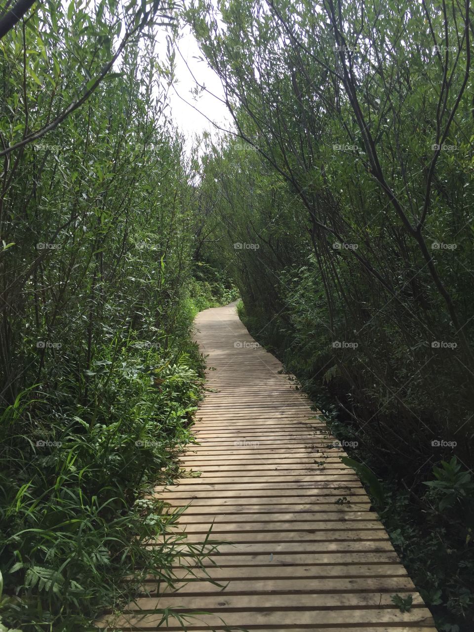 Empty boardwalk in forest