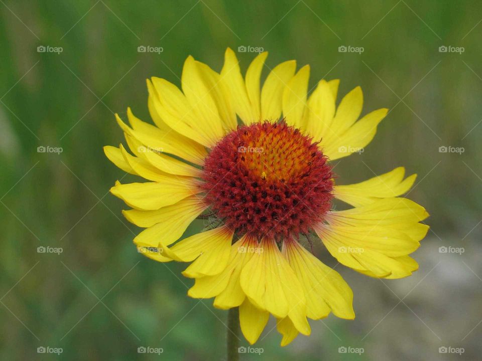 Great Blanket Flower