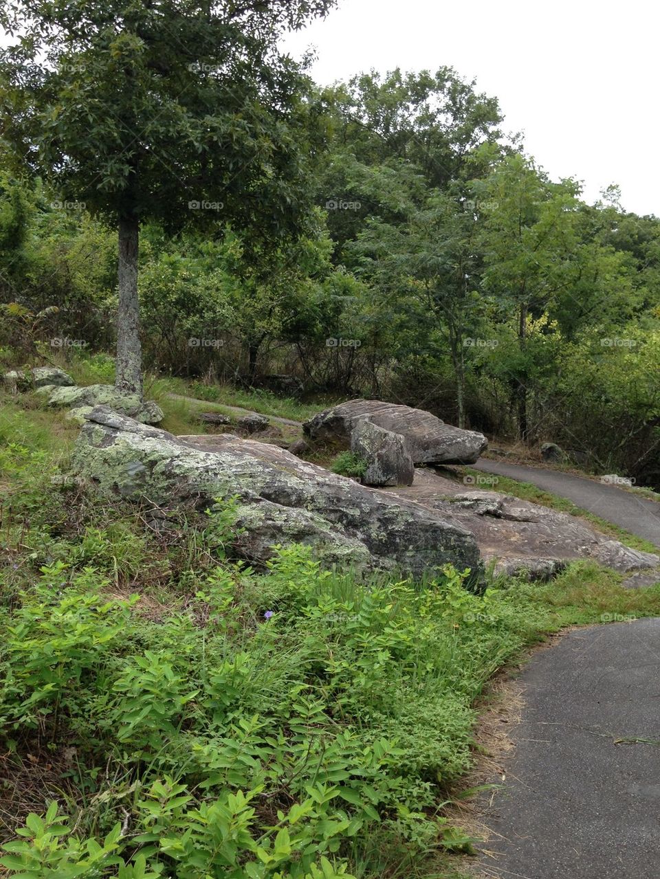 View of trees in mountain