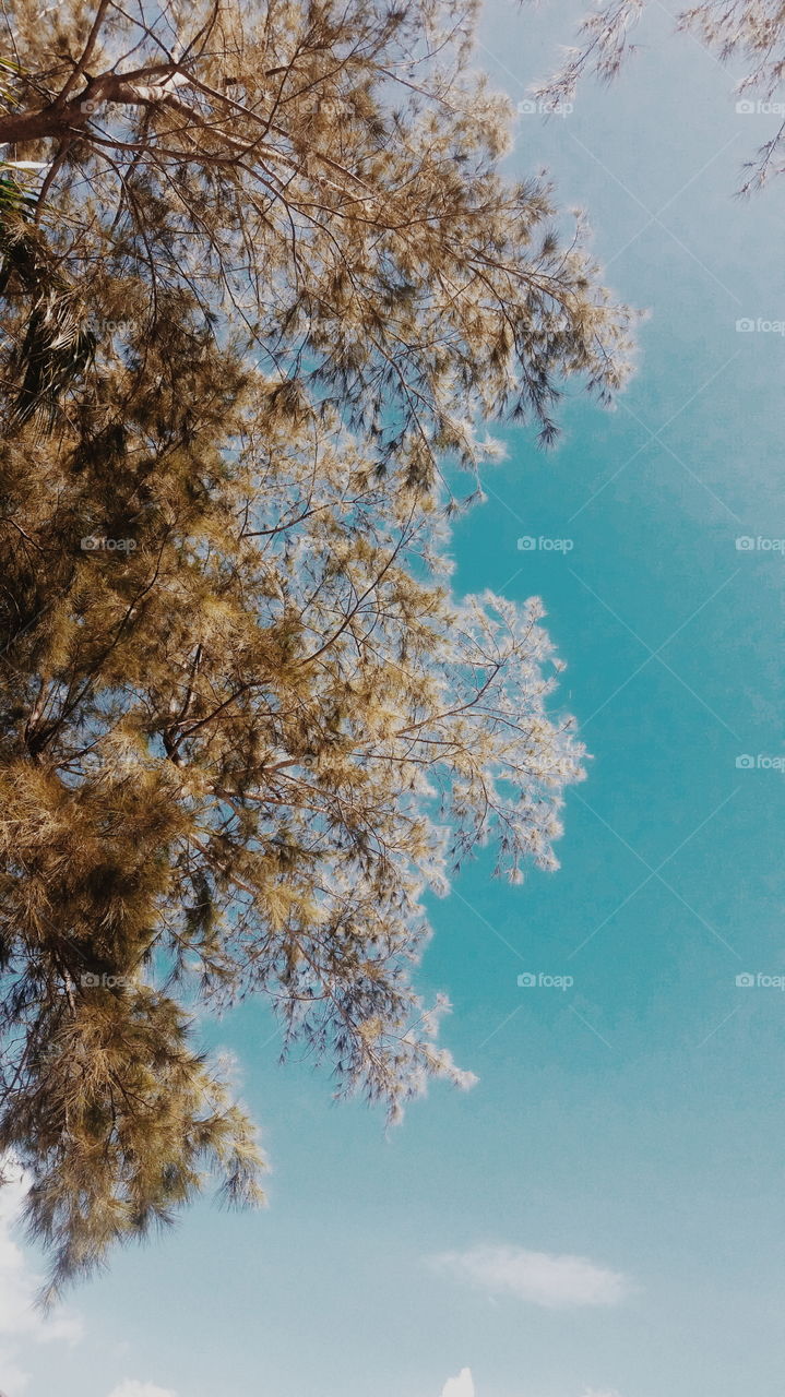 The leaves of a tree that I don't know the name and the blue sky of the Earth.