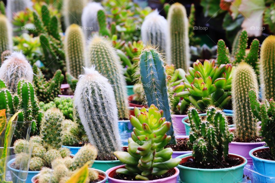 A full frame background of cacti, cactus and succulents on a market stall