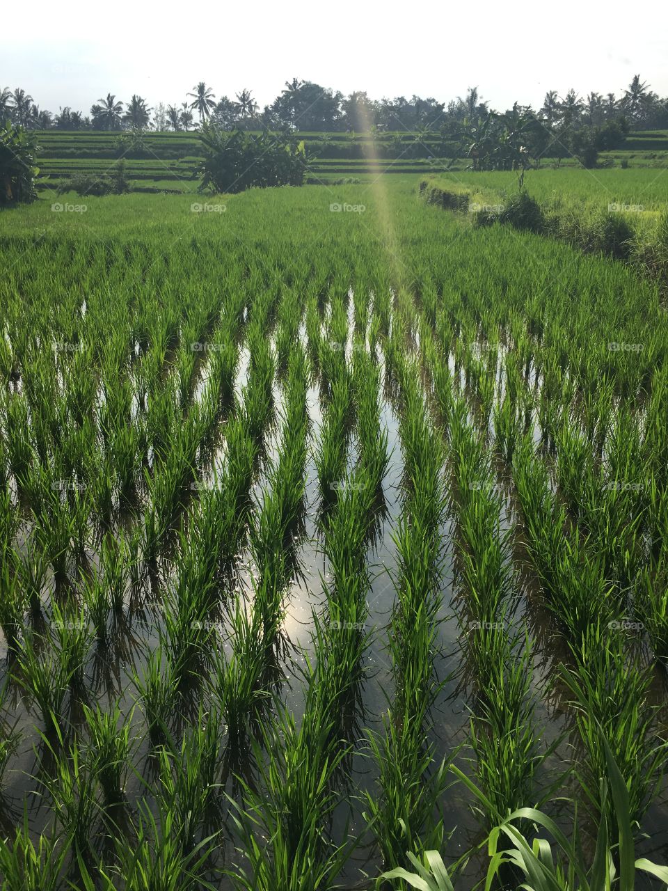 Rice growing 