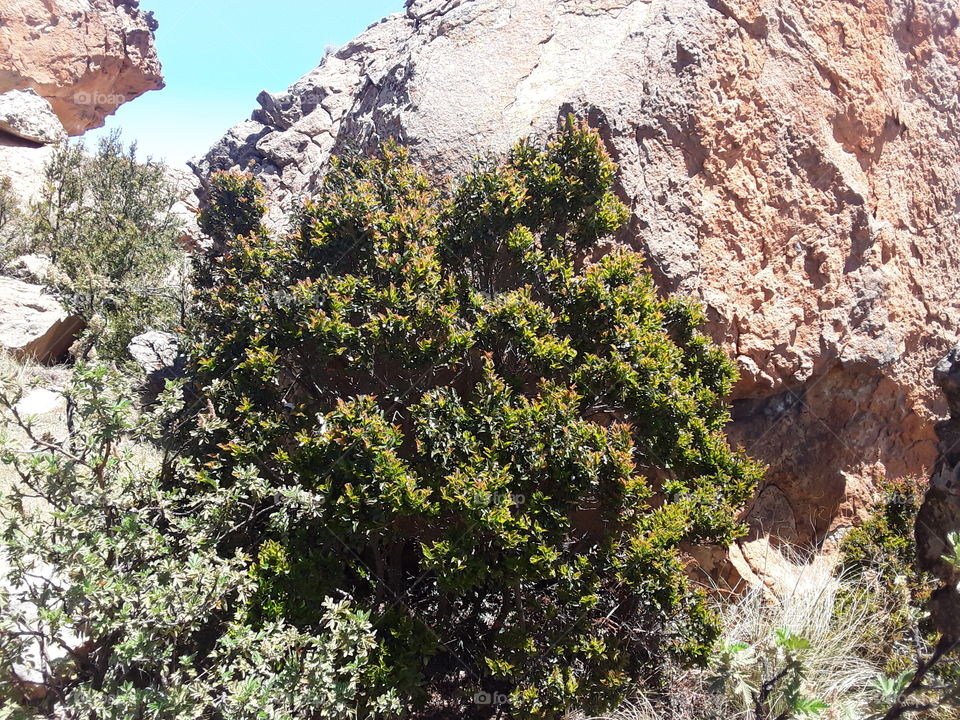 A shrub plant at the rocky surroundings.