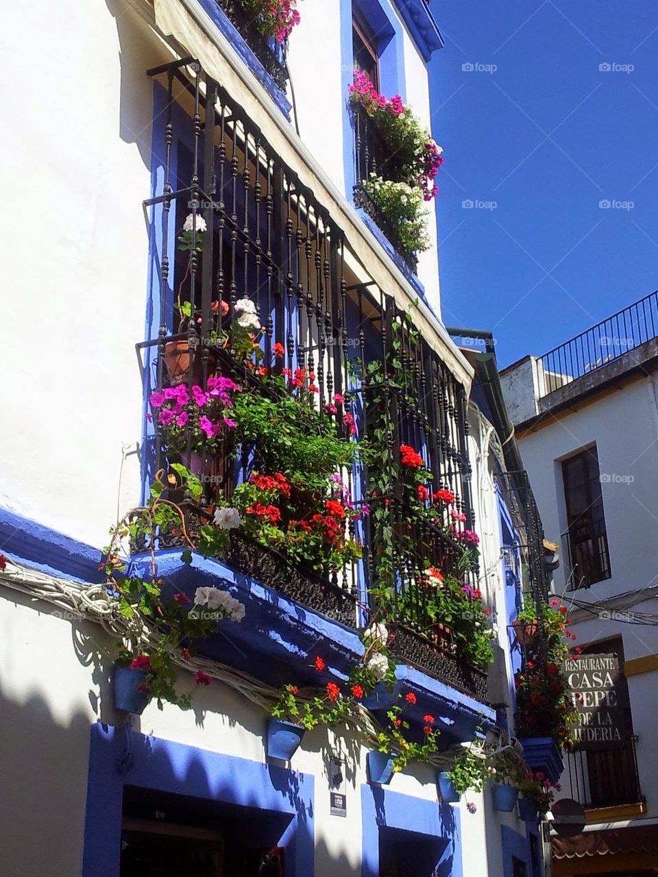 Cordoba en flor