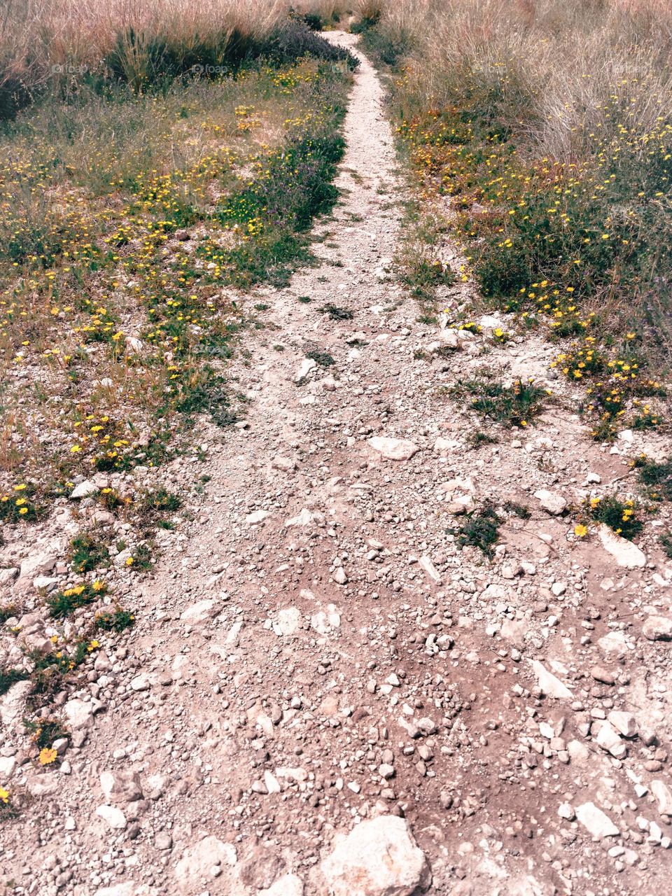 Path with stones and wildflowers