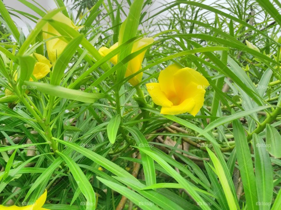 a beautiful flowers plant in the garden.