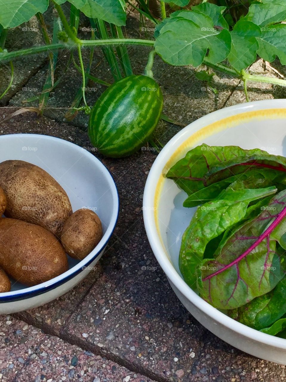 Garden vegetables, potatoes and chard. 