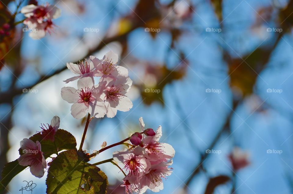 Sakura 