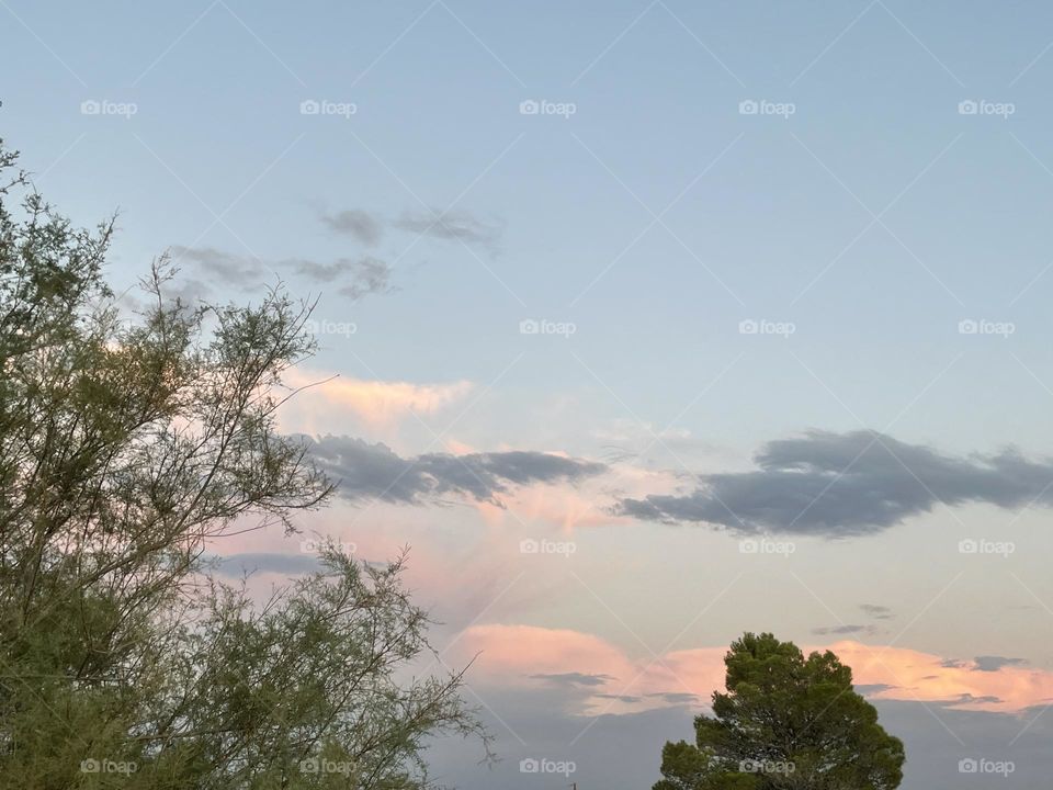A pink cloudy sky with several pine trees. 
