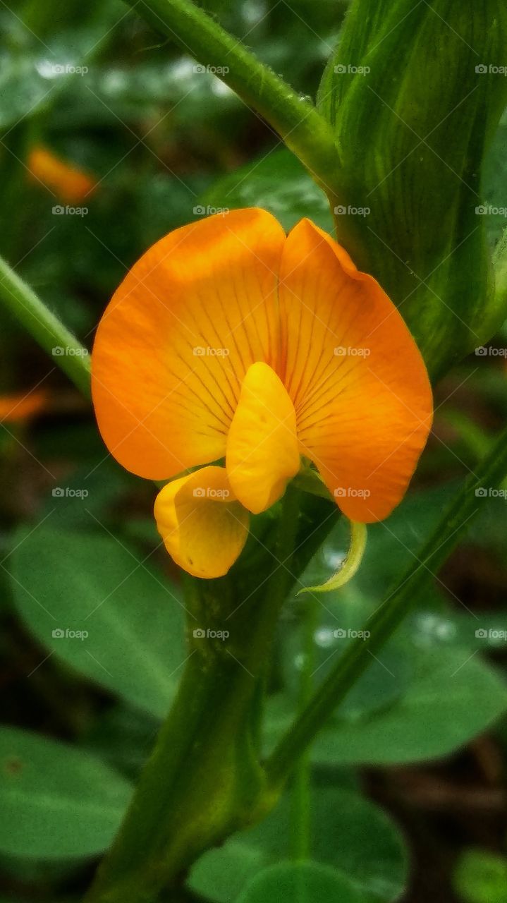 groundnut  flower
