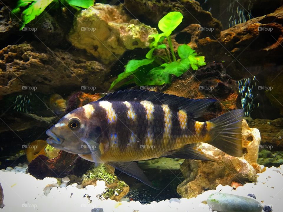 Camelo pseudtropheus african ciclide