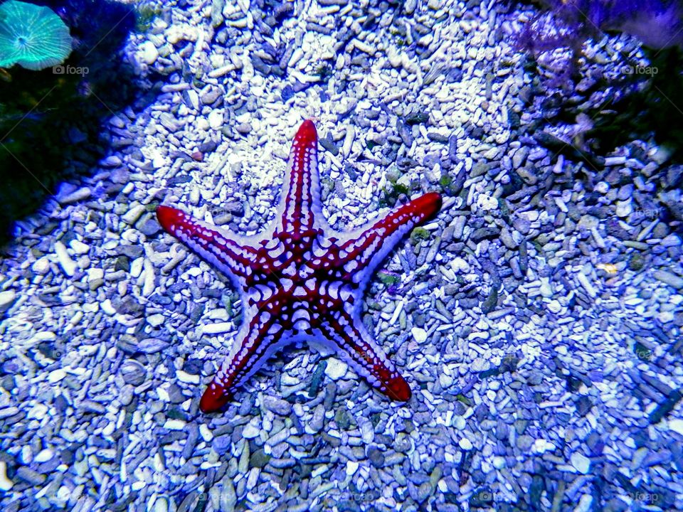 Starfish