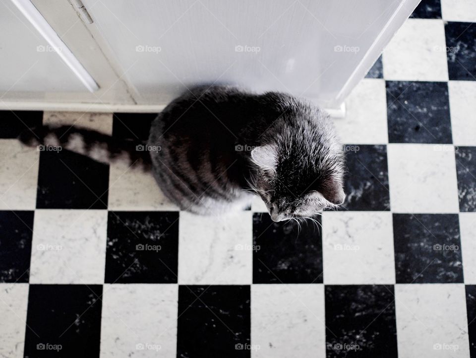 Kitten on a black and white floor 