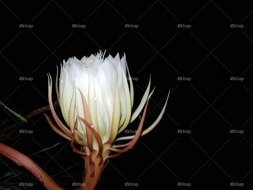 the blooming of a kadupul flower, this version of which is endemic to Sri Lanka, the flower blooms at night only one day a year, this day of the year, all of the kadupul flowers bloom. this is one of the rarest and most expensive flowers in the world