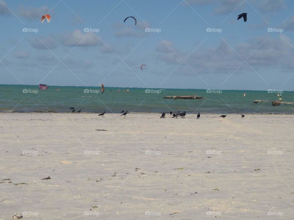 Crows and kitesurfing