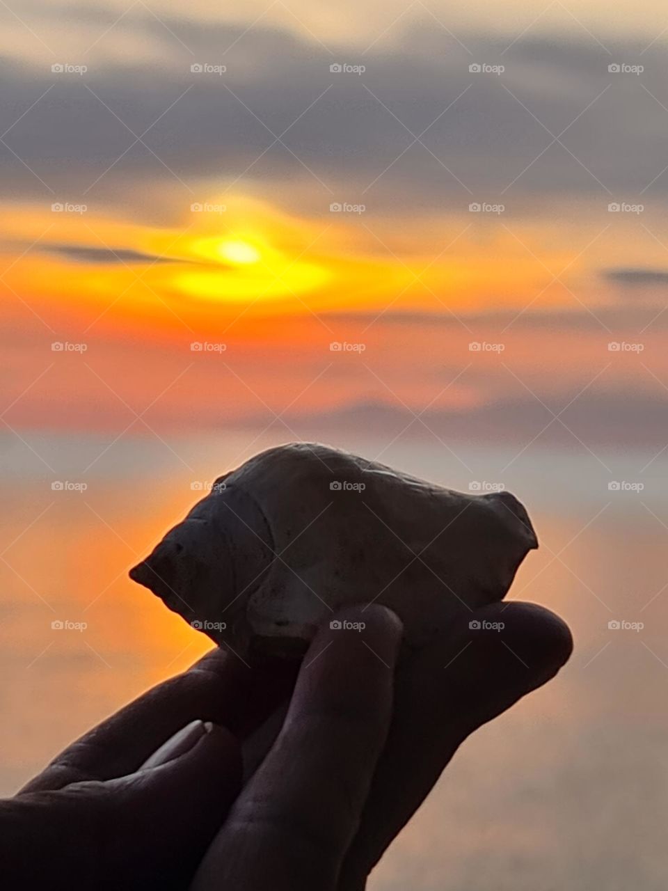 #Opacarophile:
At sunset's golden hour, I walk the beach. 
Gathering shells like blessings within my reach. 
Each  one is a  fragment of the ocean song.
A  reminder  that  beauty never truly belong.