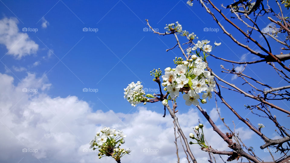 Low angle view of flowers in bloom
