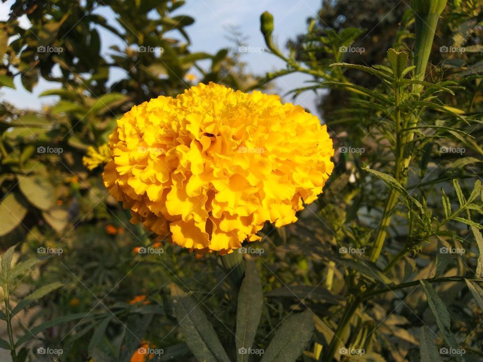 Orange and yellow marigold genda beautiful flower in the morning time on earth