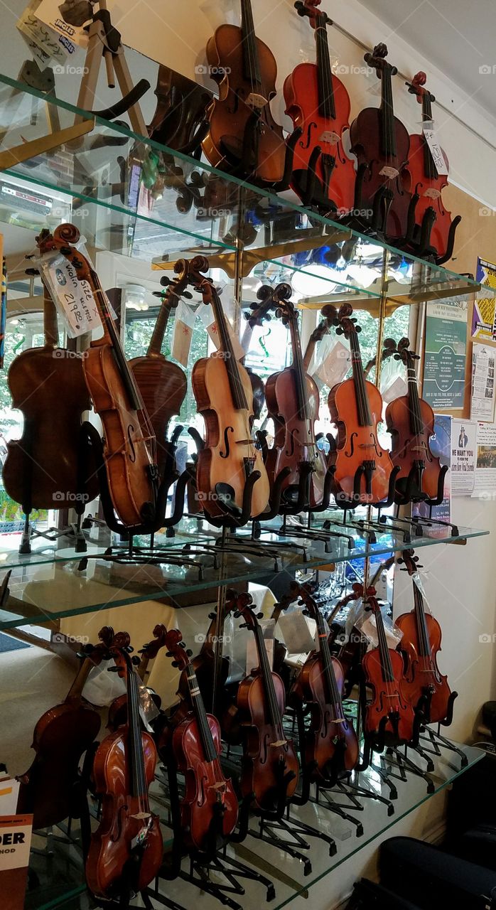 Grouping of Violins with Mirror Behind them in Music Shop