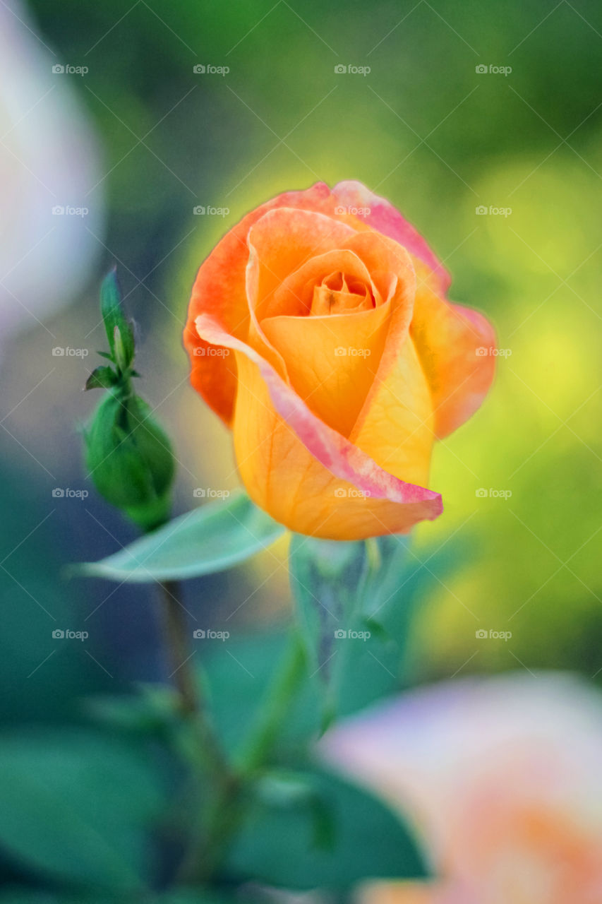 Close-up of orange rose flower