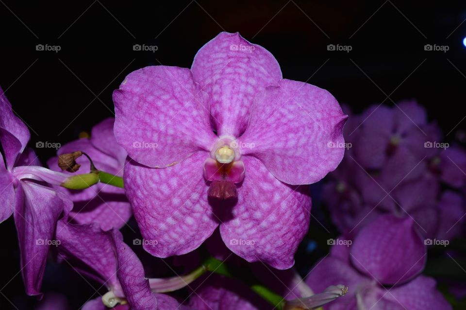 Majestic orchid on the dark 