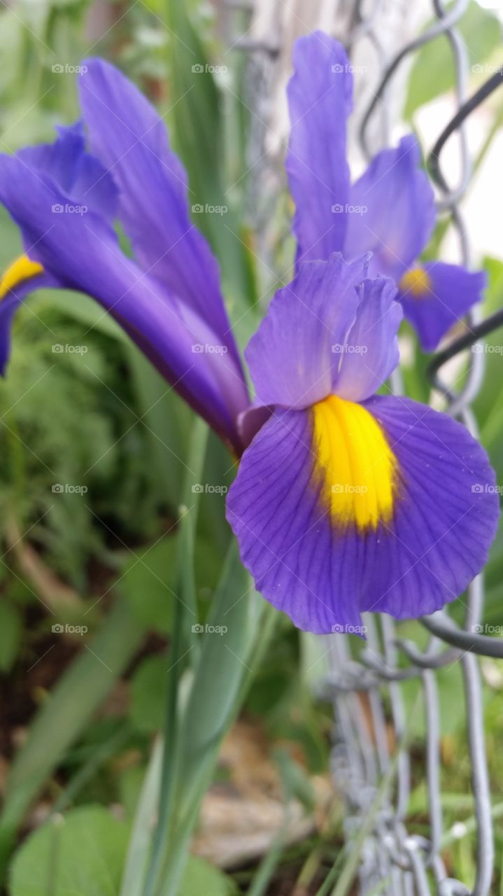 my Fancy Iris2015. did not remember planting these