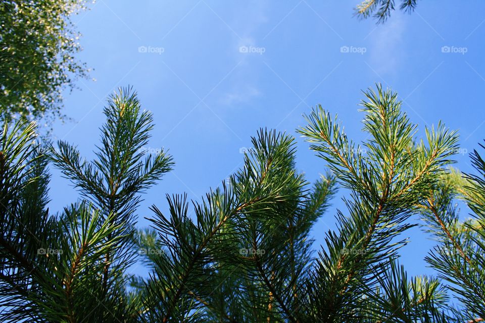 Pine branches