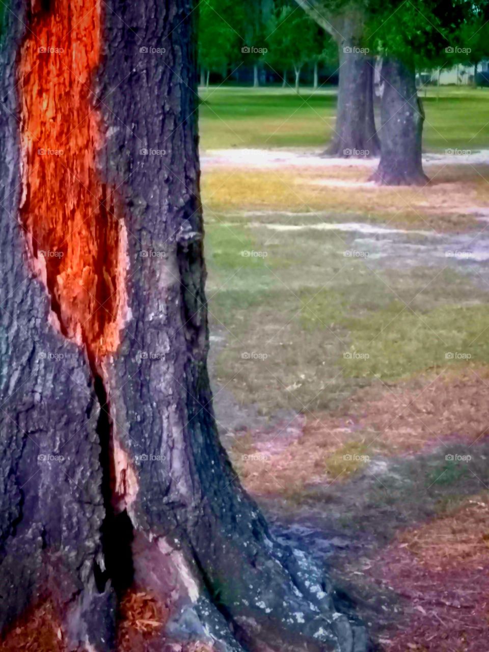 Tree Bark in the Park