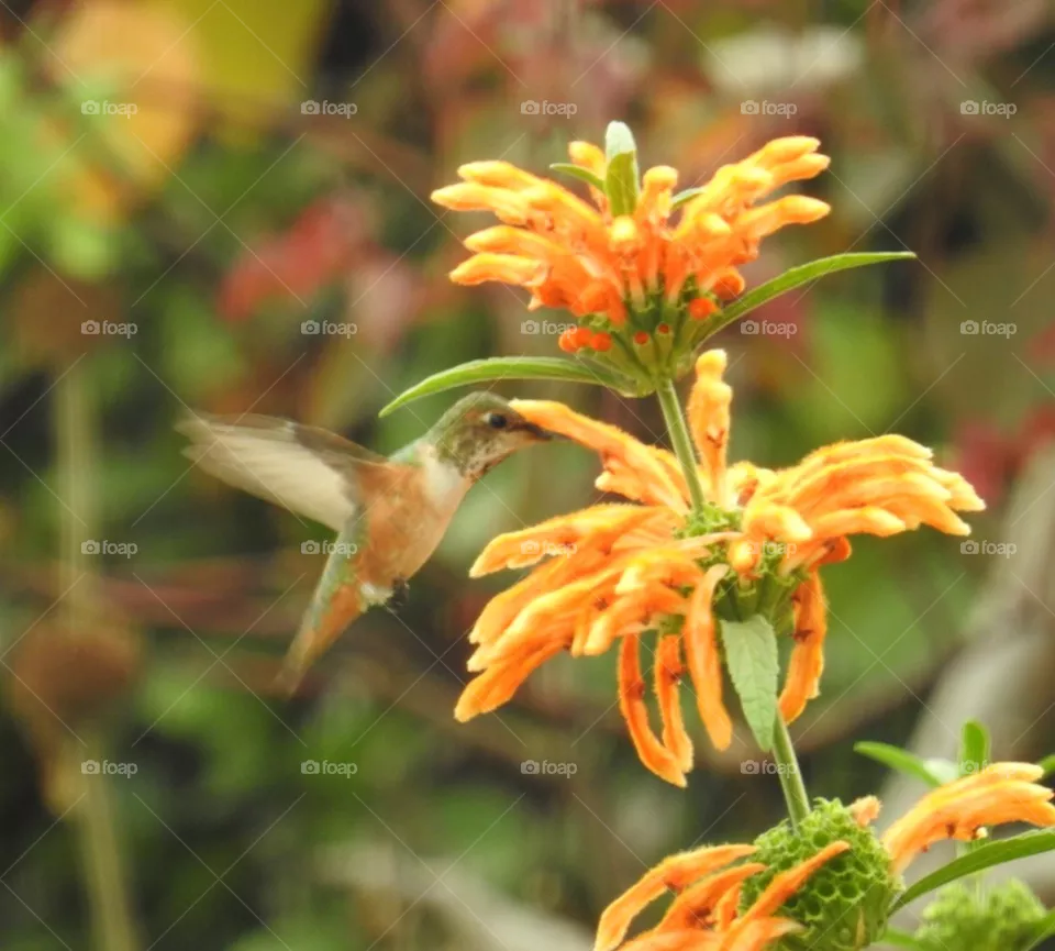 Hummingbird