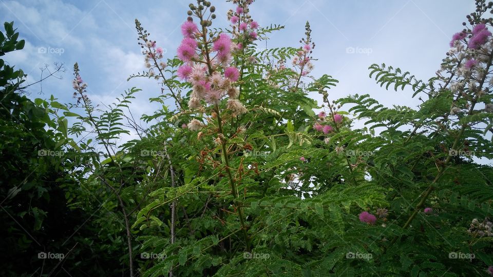 a beautiful flowers tree in the Forest.