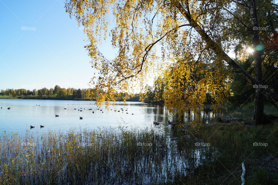 Autumn by Bogstadvannet, Oslo, Norway. 