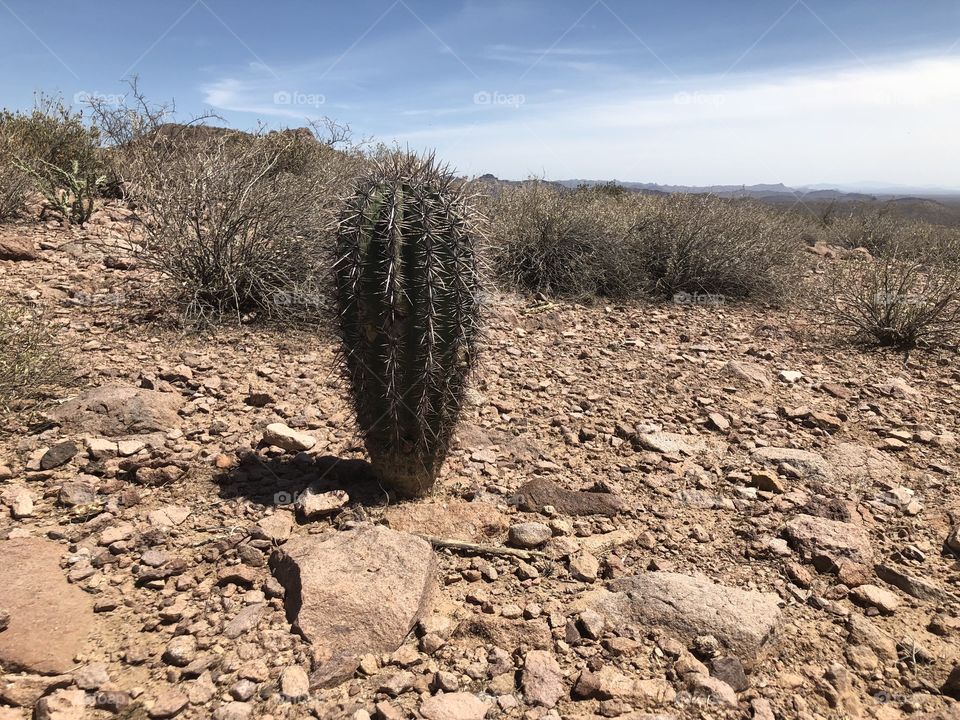 A young Saguaro cactus found on a trail at Lost Dutchman State Park