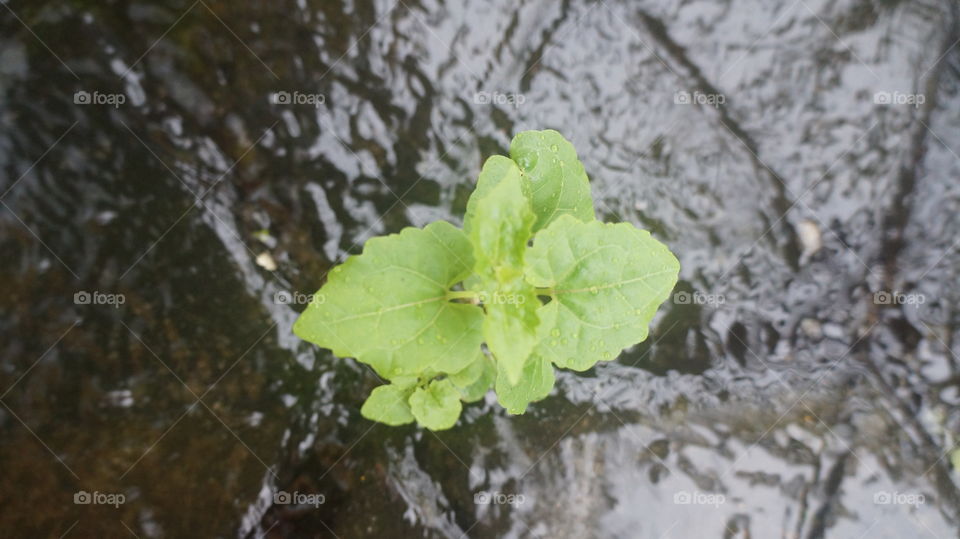 ketika daun mulai menghilang dan menyisakan sedikit lembaran