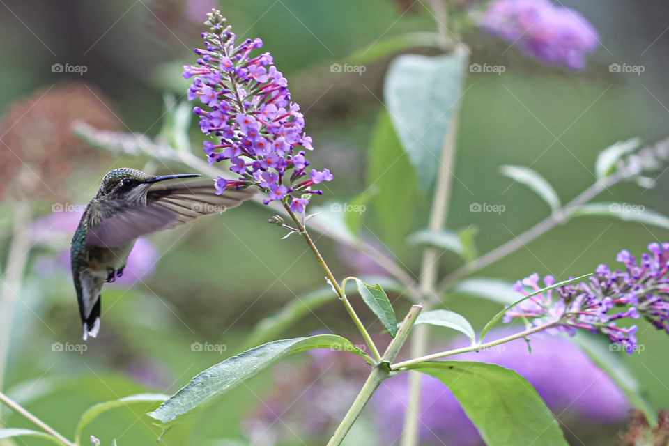 Beautiful humming bird holding small purple petal with his delicate wings on a beautiful sunny day 