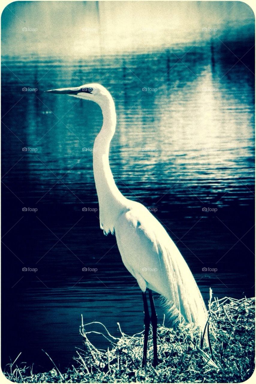 With Great Egret