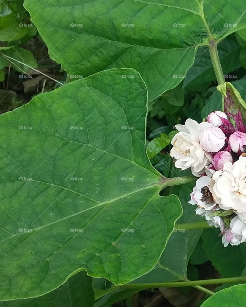 easy  kalimantan, melati kayu flower from indonesia