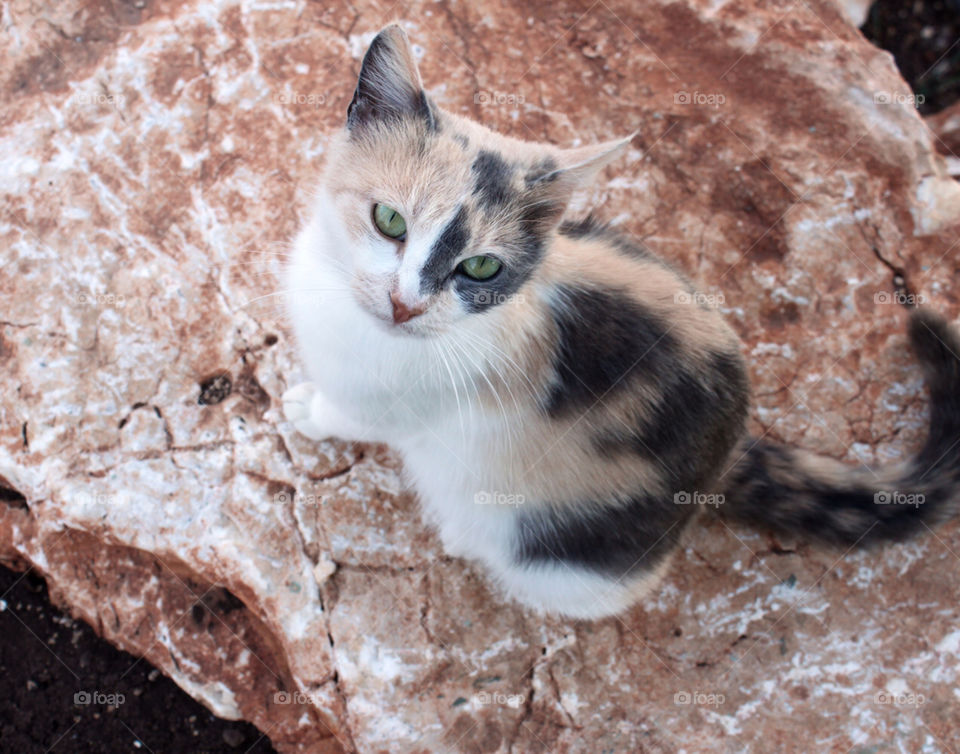 black cat animal cute by barkai