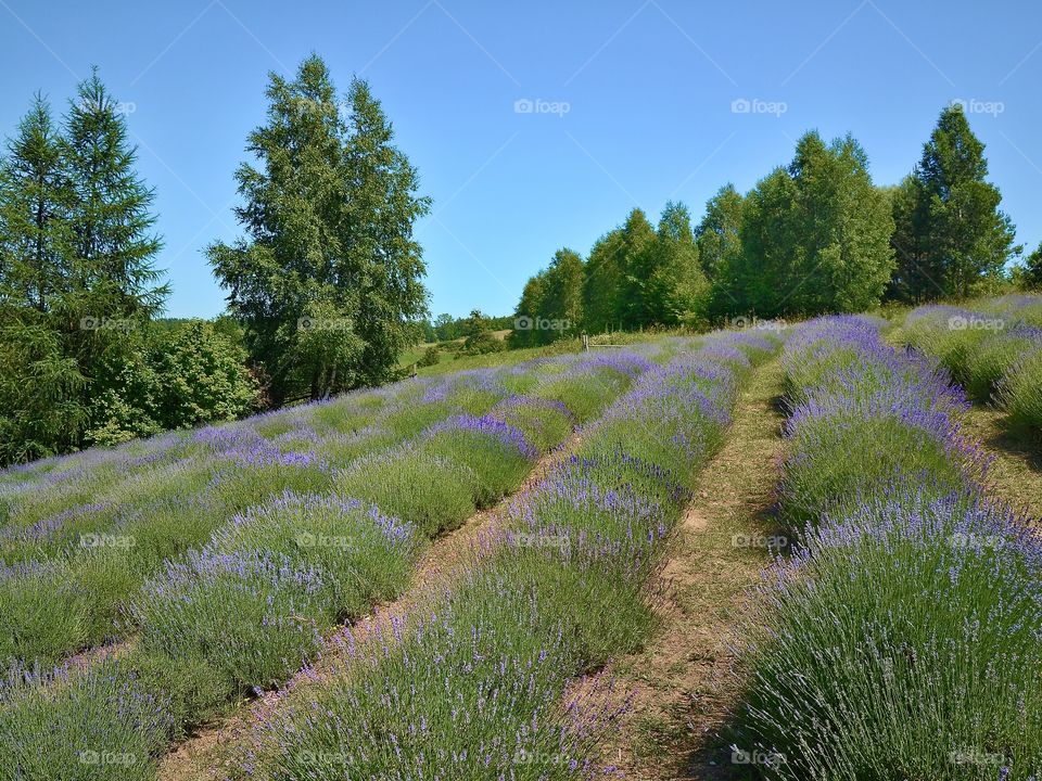 Lavender field, Nowe Kawkowo - Poland