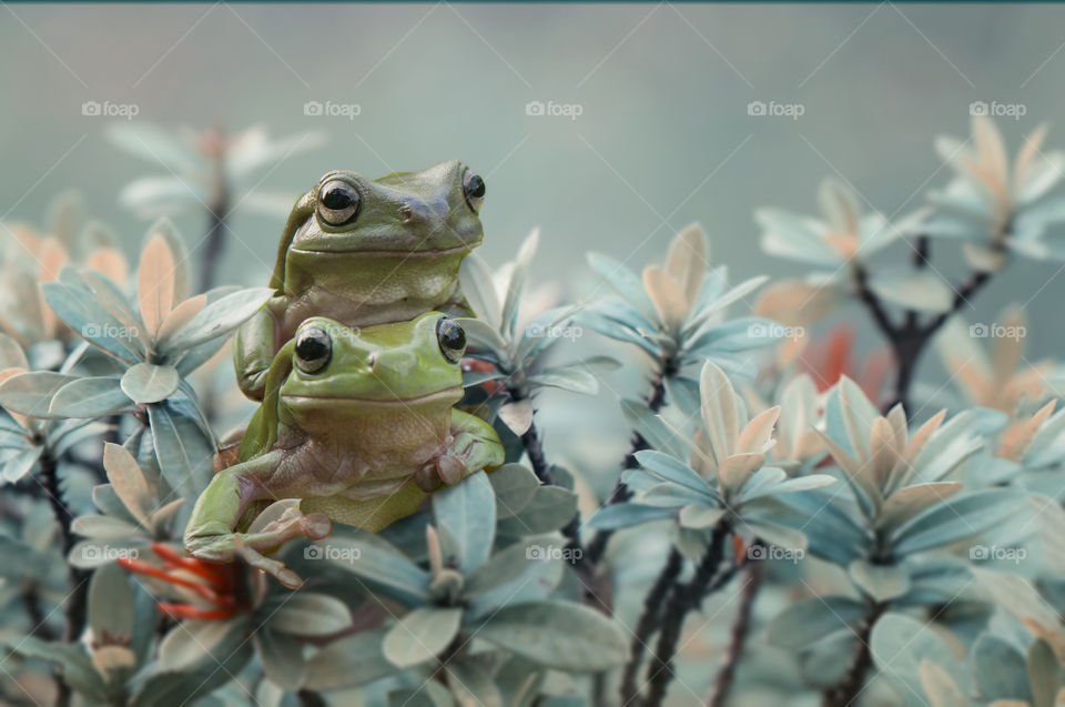 frog